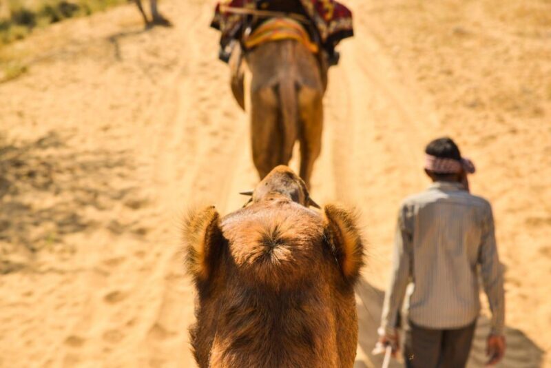 Agadir/Taghazout: Camel Rides with Tea Drink and Transfers - The Sum Up