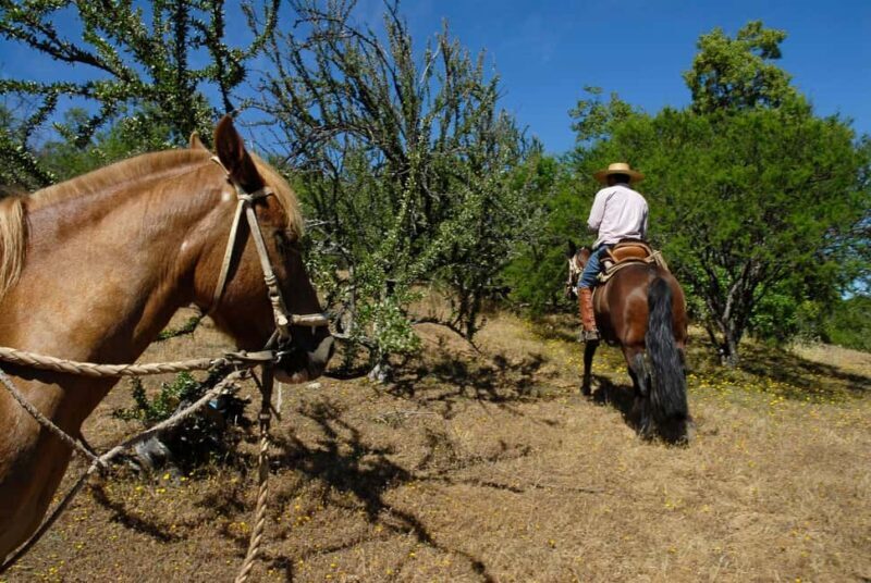 Agadir/Taghazout: Horse Rides Experience With Transfers - Exploring the Experience in Detail