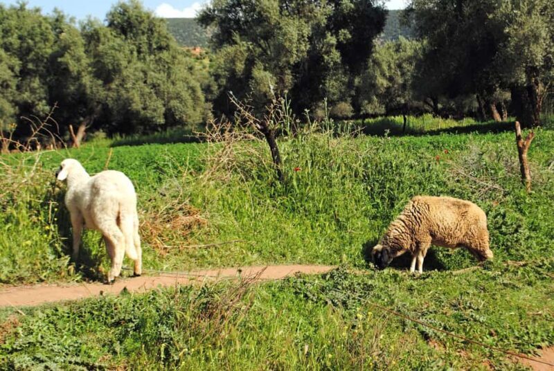 Agadir/Taghazout: Paradise Valley Tour to Atlas Mountains - FAQ