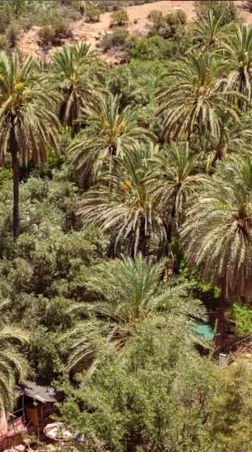 Agadir /Taghazout : Paradise Valley Visit + Lunch & Transfer - FAQs