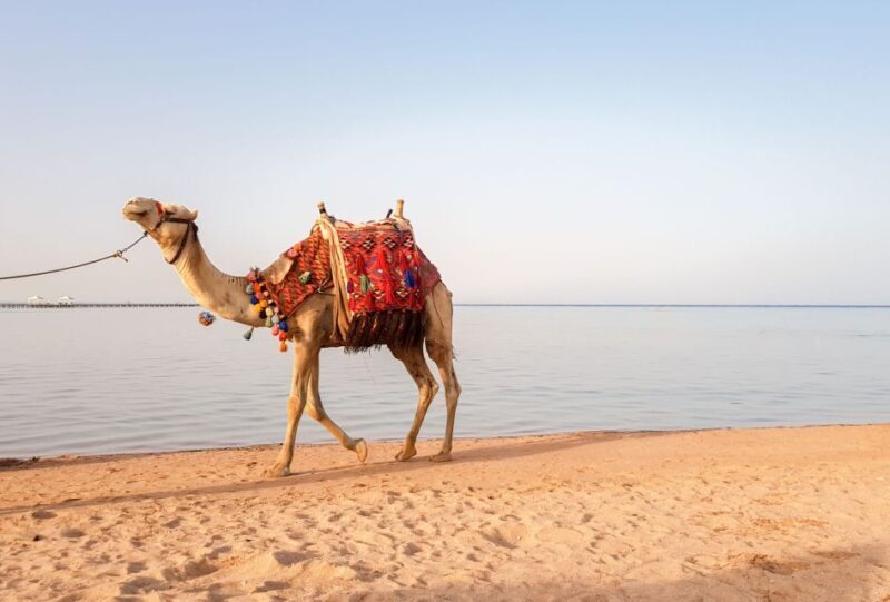 Agadir/Taghazout/Port: Camel Ride Tea & BBQ Option - Who Should Consider This Experience?