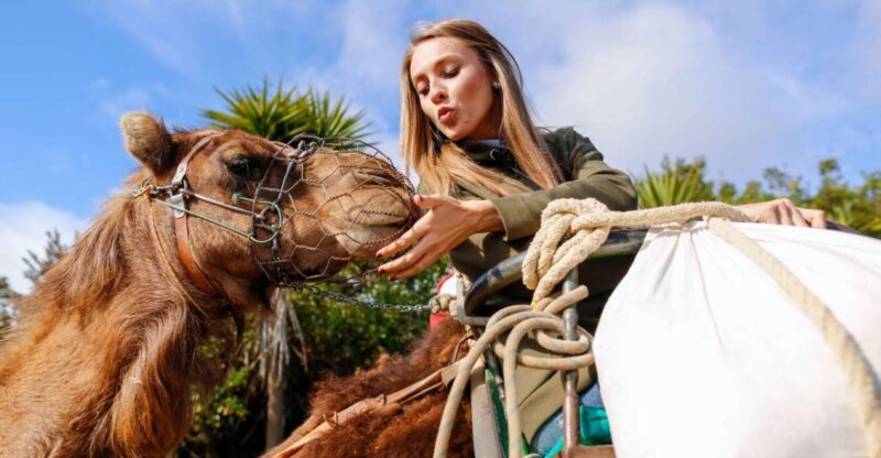 Agadir/Taghazout/Port: Camel Ride Tea & BBQ Option - Final Thoughts