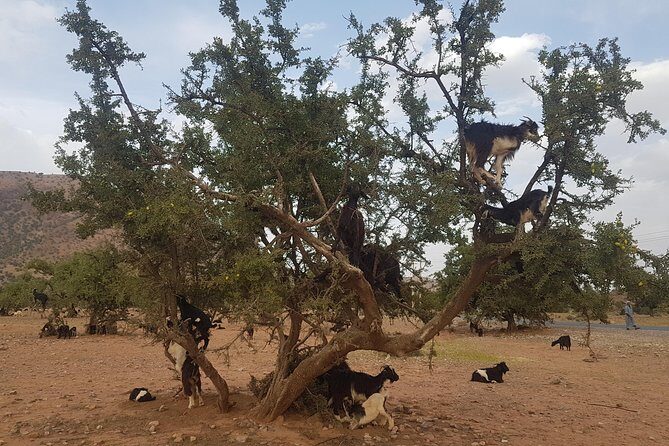 Agadir: Taroudant & Tiout guided Day Trip with Lunch & Pickup - What Travelers Will Love