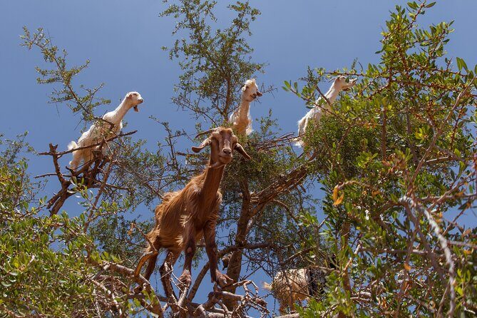 Agadir: Taroudant & Tiout guided Day Trip with Lunch & Pickup - Final Thoughts