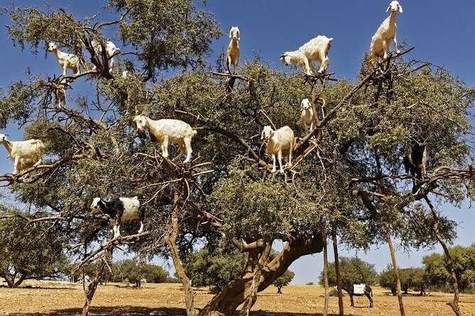 Agadir To Essaouira private day trip - Authentic Experiences as Highlighted by Reviewers