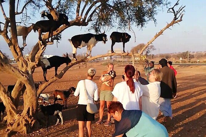 Agadir TreeClimbing Goats & Souk El Had Market Tour - Key Points