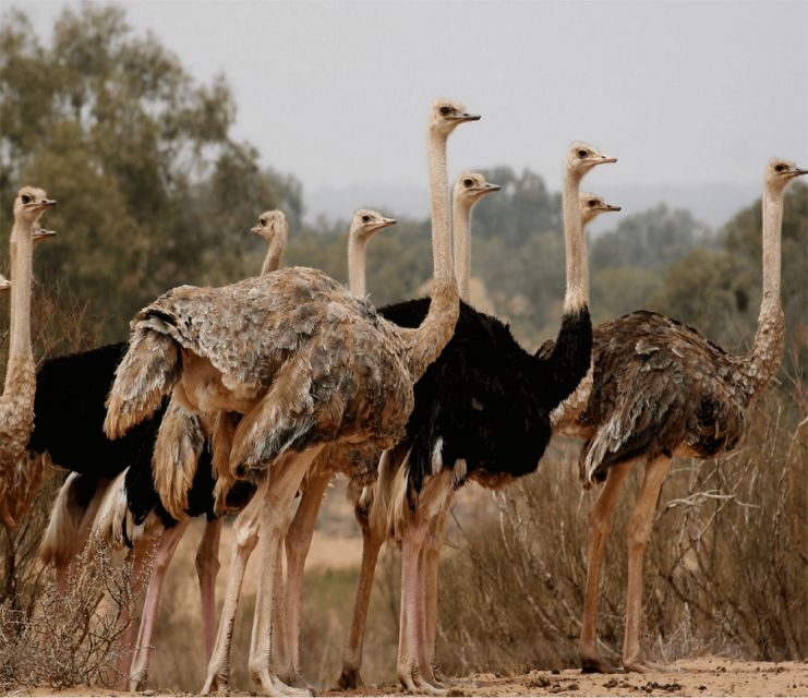Agadir: Visit National park & Sahara Desert Including Lunch - The Full Experience: What to Expect from This Day Trip