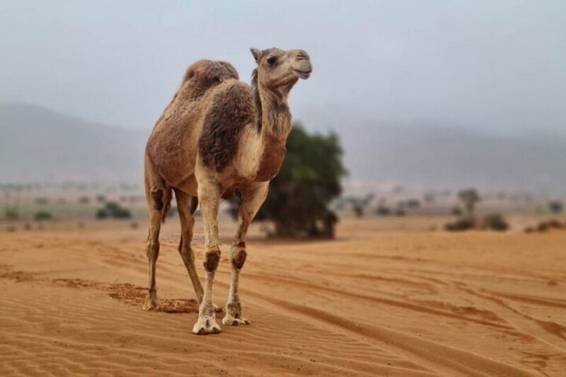 Agadir: Visit National park & Sahara Desert Including Lunch - Authentic Reviews and Insights