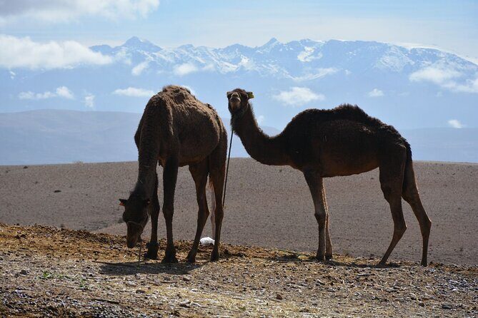 Agafay Desert Adventure: Quads, Camels, and dinner show - Final Thoughts