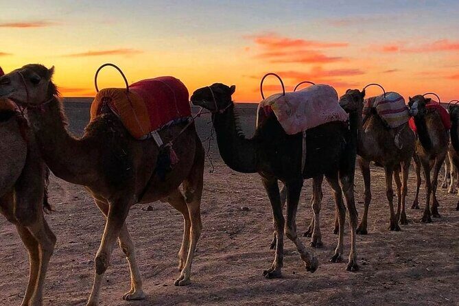Agafay Desert-And Atlas Mountains & Camel-Trek-Day Trip From Marrakech - Lunch in a Berber Home