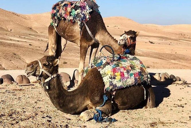 Agafay Desert Package : /dinner show Camel Ride or Quad Bike - FAQ