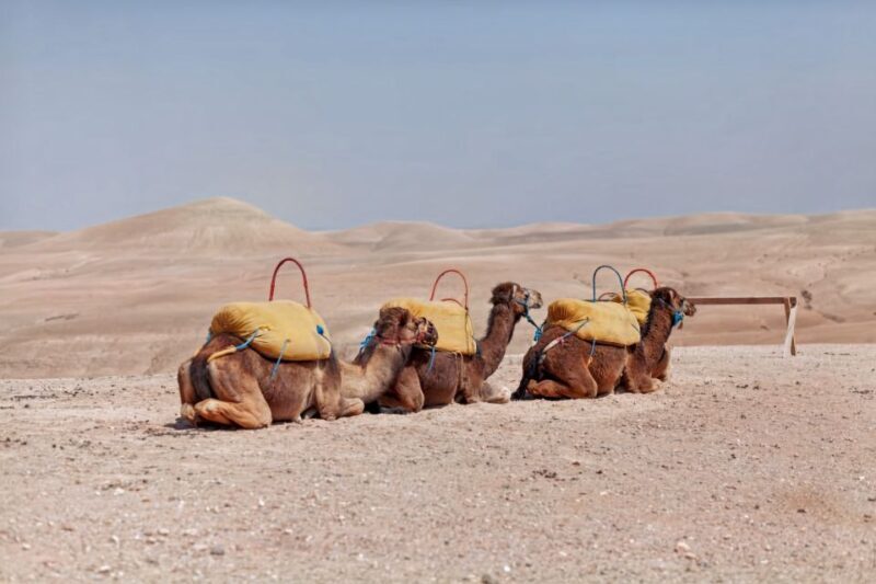 Agafay Desert: Quad Bike, Camel Ride and Dinner Show - Who Is This Tour Best For?