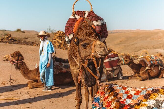 Agafay Desert - Quad camel and dinner show - What the Reviews Tell Us  