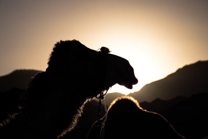 Agafay Desert sunset Camel ride and dinner Experience - Key Points