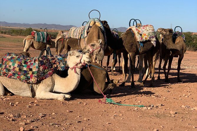 Agafay Desert sunset Camel ride and dinner Experience - Authentic Experiences from Reviewer Insights
