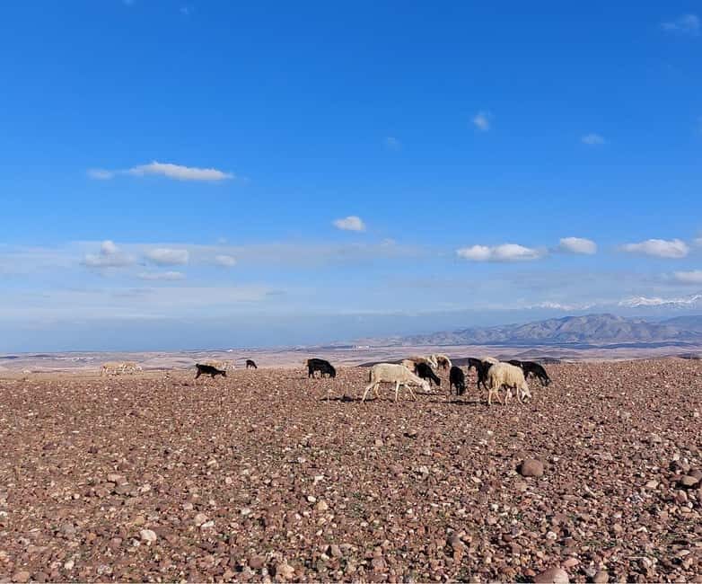 Agafay Desert Sunset Tour with Camel Ride ,Dinner and Show - Final Thoughts