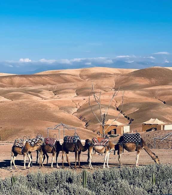 Agafay Desert Tour: Sunset Camel Ride & Dinner with Show - Key Points