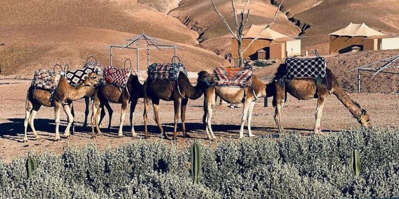 Agafay Desert Tour: Sunset Camel Ride & Dinner with Show - Detailed Breakdown of the Experience