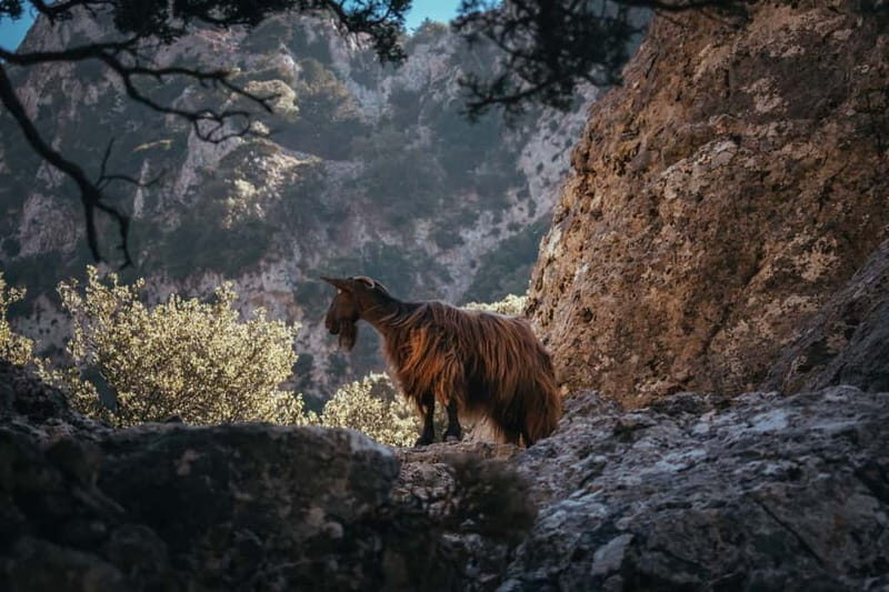 Agia Galini/Matala: Imbros Gorge & Frangokastello Day Tour - Review Insights: What Do Travelers Say?