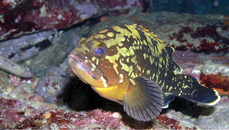 Agia Pelagia: Introduction to Scuba Diving (2 Dives) - Who Should Consider This Tour?