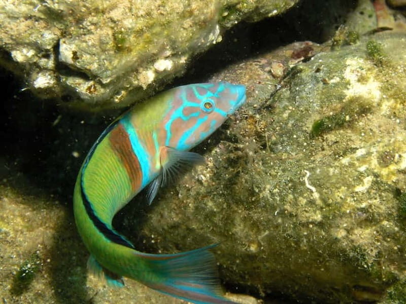 Agia Pelagia: Introduction to Scuba Diving Experience - Overview of the Experience