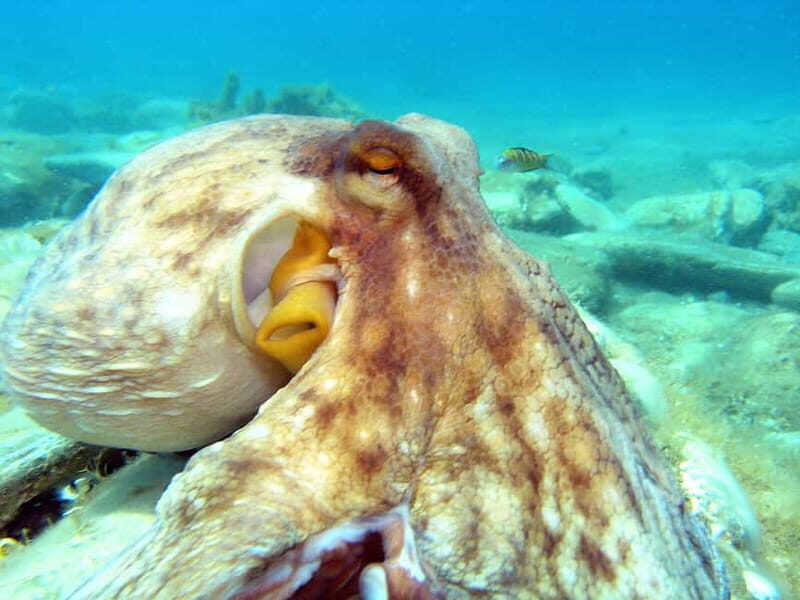 Agia Pelagia: Introduction to Scuba Diving Experience - What Makes This Tour Stand Out