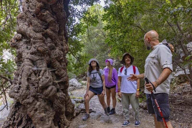Agios Nikolaos: Evening Forest Yoga and Hiking Experience - Who Should Consider This Tour?