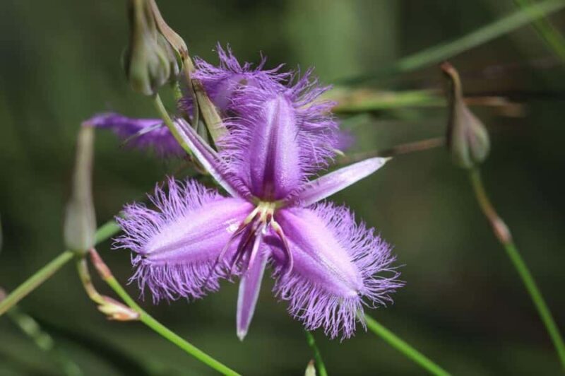 Agnes Water: BushTracks Eco Tour with local guide - Key Points
