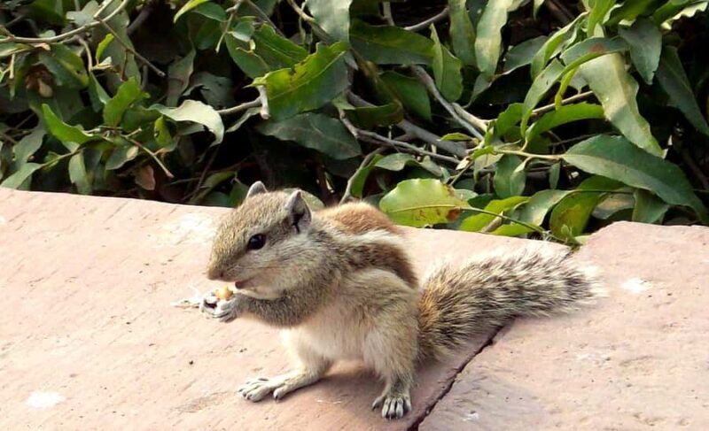 Agra Fort Tour With Squirrel Feeding - Agra Fort Tour With Squirrel Feeding: An Authentic, Relaxing Blend of History and Nature