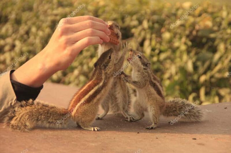 Agra Fort Tour With Squirrel Feeding - Why This Tour Offers Good Value