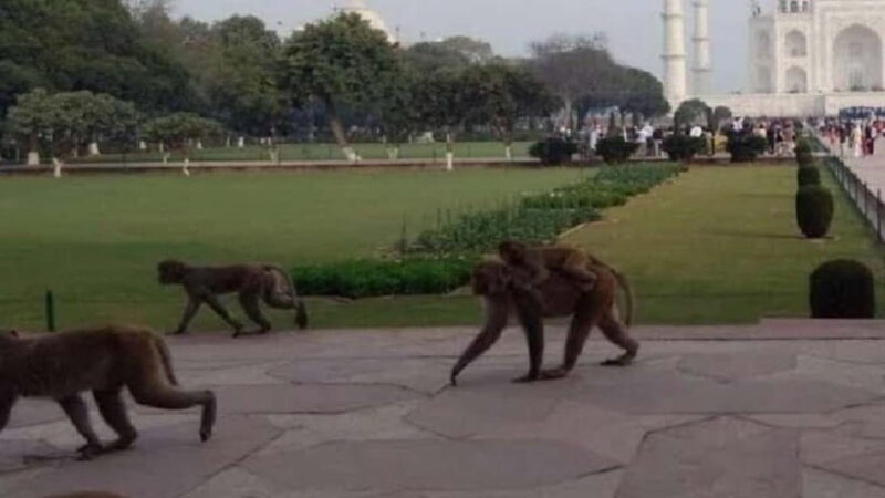 Agra: Monkey Safari Guided Walking Tour - Key Points