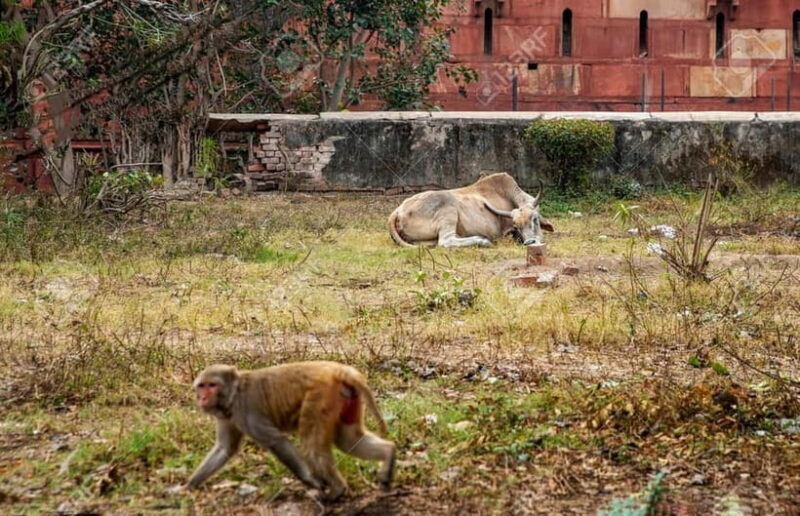 Agra: Monkey Safari Guided Walking Tour - What to Expect from the Monkey Safari Walking Tour