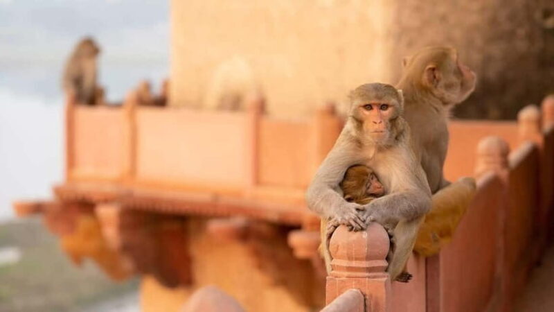 Agra: Monkey Safari Guided Walking Tour - Who Will Love This Tour?