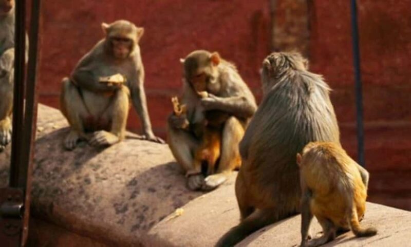 Agra- Old market tour and Food Walk by TUK TUK - Discovering Agra in a Different Light