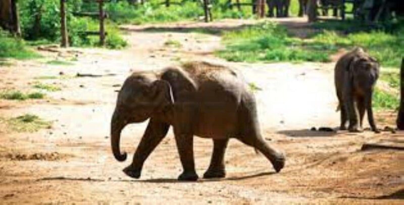 Agra: Skip the Line Taj Mahal & Elephant SOS Tour with Lunch - FAQs