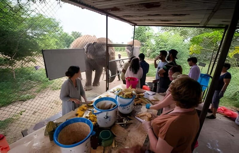 Agra: Taj Mahal, Agra & Elephant SOS Full or Half Day Tour - Final Thoughts