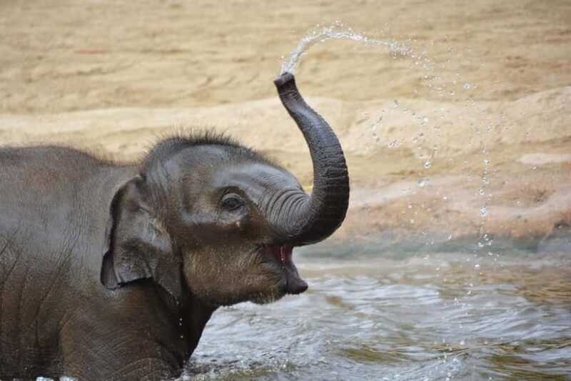 Agra: Taj Mahal Sunrise Tour with Elephant Sanctuary - Practical Details and Tips