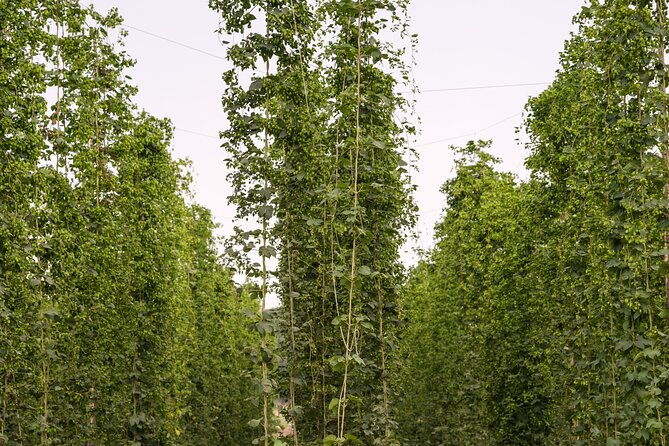 agricultural-brewery-tour-in-the-roman-countryside-2
