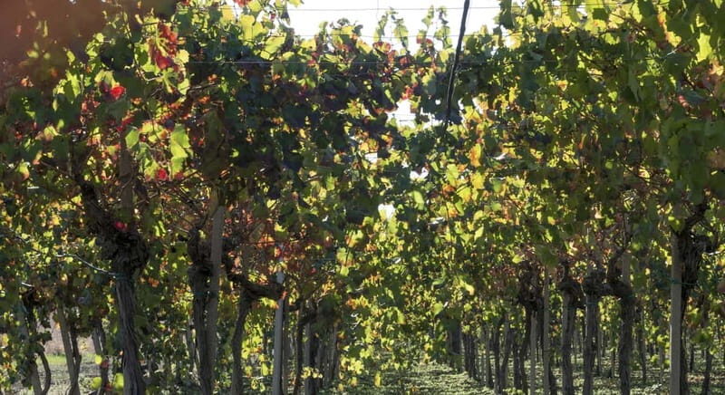 Agrigento: Vineyards and Wine Tasting Experience - Key Points