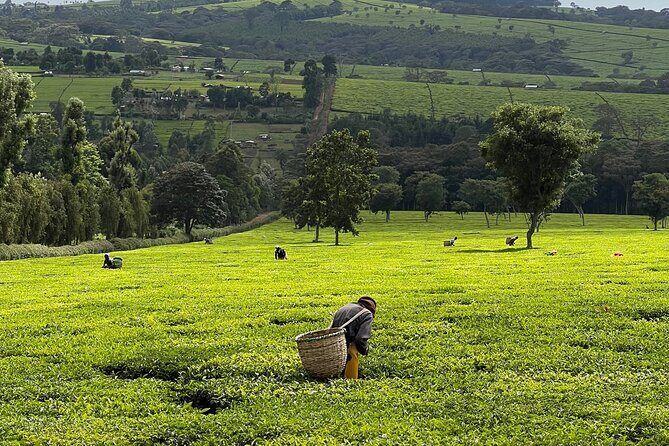 Agro-Tourism Tea Workshop in Nandi Hills - Key Points