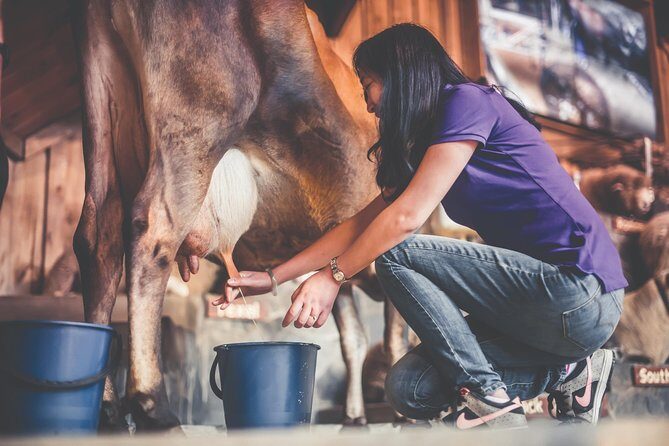 Agrodome Farm Experience including Farm Show and Farm Tour - Rotorua - The Farm Tour: Up Close with Animals