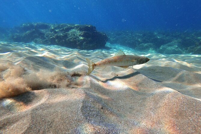 aguadilla-tropical-snorkeling