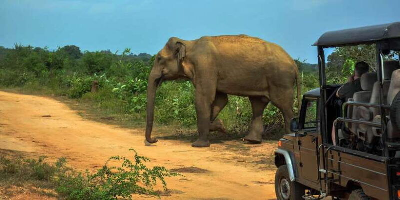 ahangama-udawalawe-national-park-safari-with-hotel-pickup