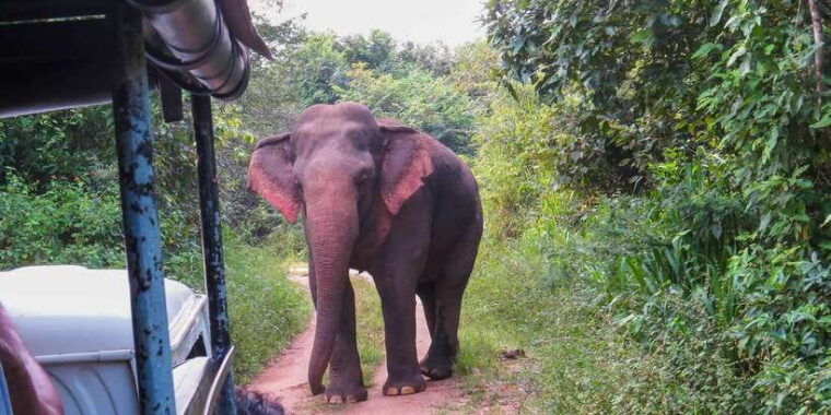ahangama-udawalawe-national-park-safari-with-hotel-pickup