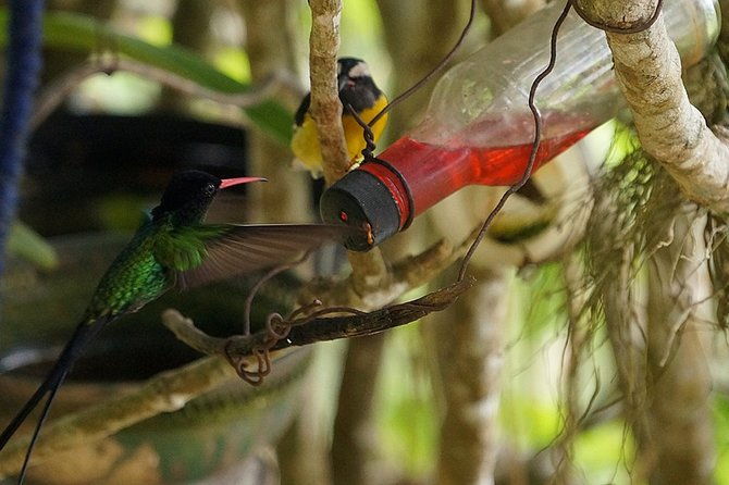 ahhh-ras-natango-gallery-and-garden-private-transfer