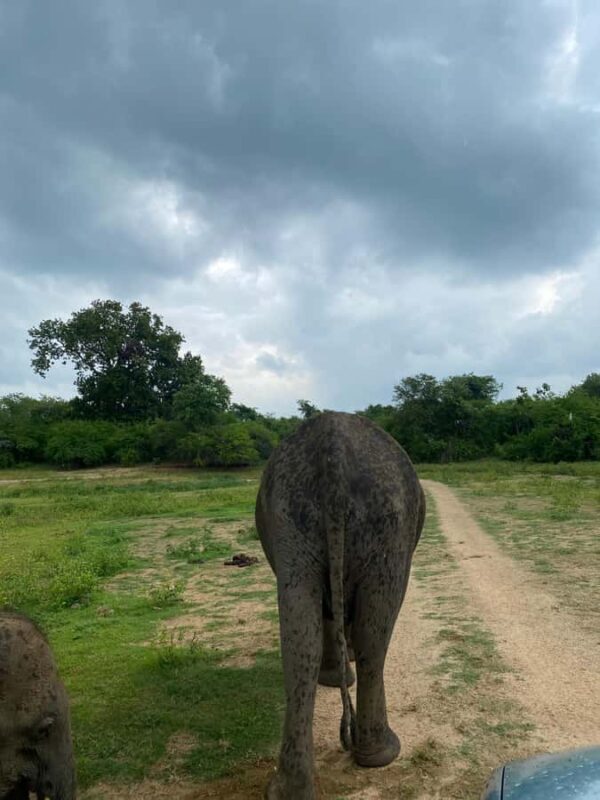 Ahungalla Riu Yala National Park Private Jeep Safari Tour - Introduction