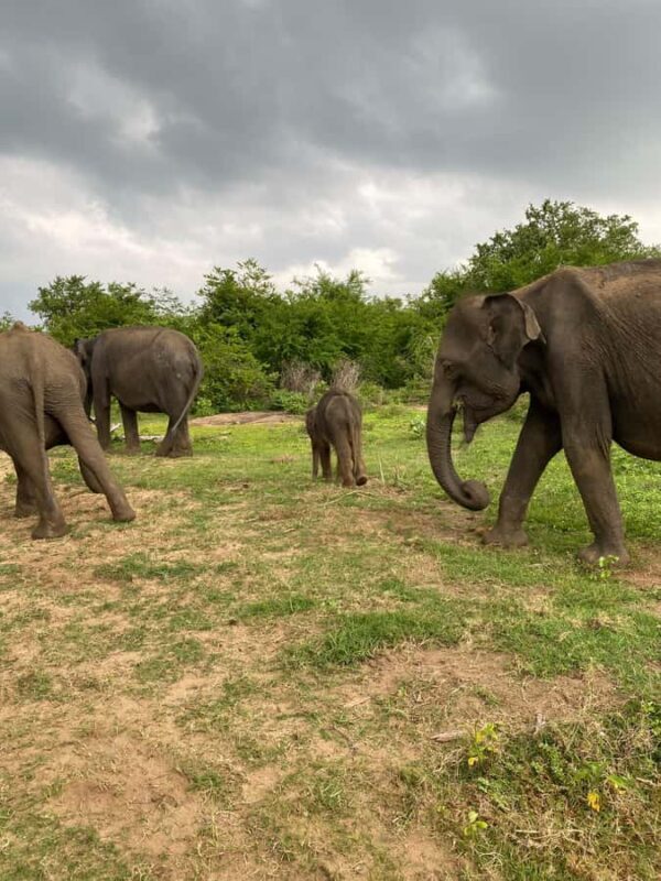 Ahungalla Riu Yala National Park Private Jeep Safari Tour - What to Expect from the Tour