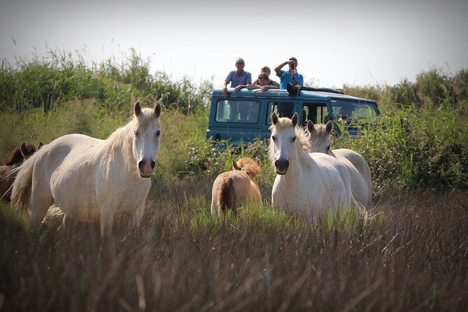 aigues-mortes-4x4-photo-safari-in-the-camargue