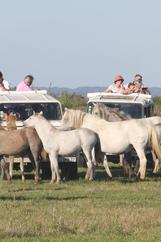 aigues-mortes-jeep-photo-safari-in-camargue