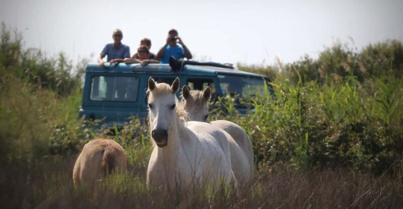 aigues-mortes-jeep-photo-safari-in-camargue
